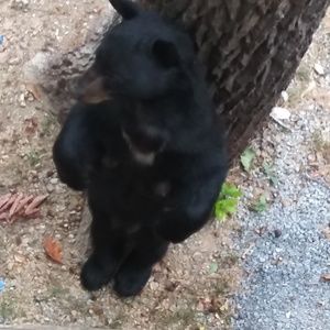 Meet your Posher, Shelby